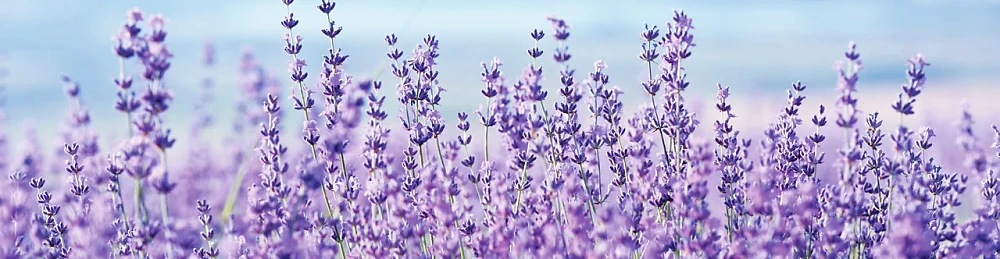 Скинали на кухню Zatarga Нежная лаванда 600*2500 мм